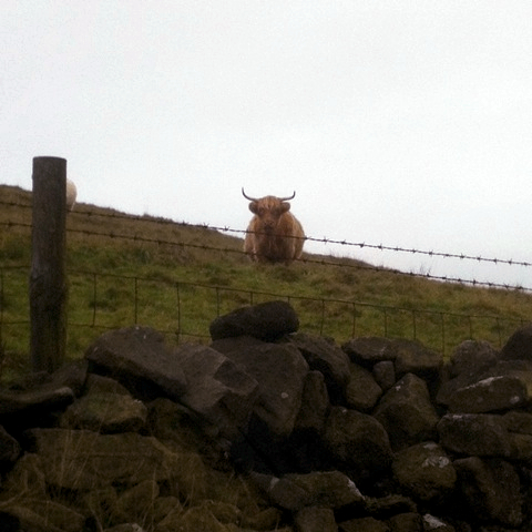 Picture of a bull staring the CAP research team down