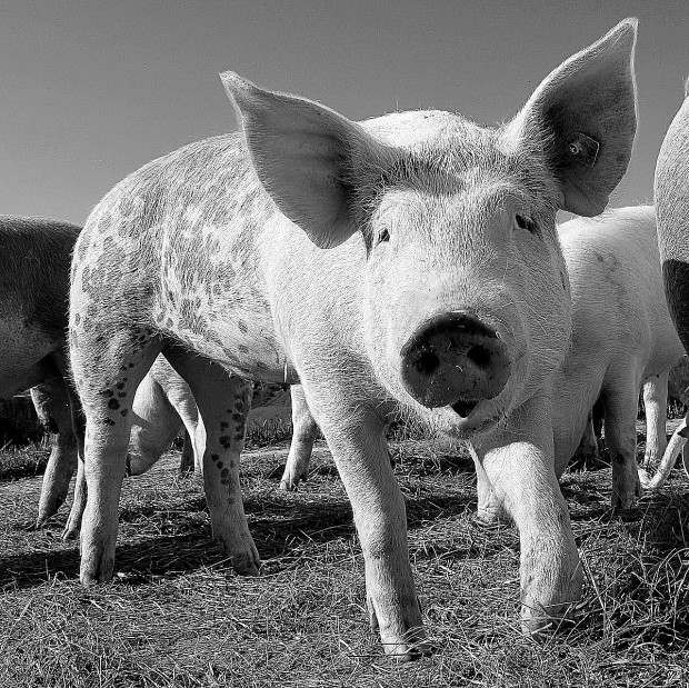 a curious pig